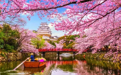 Cherry Blossom in Japan