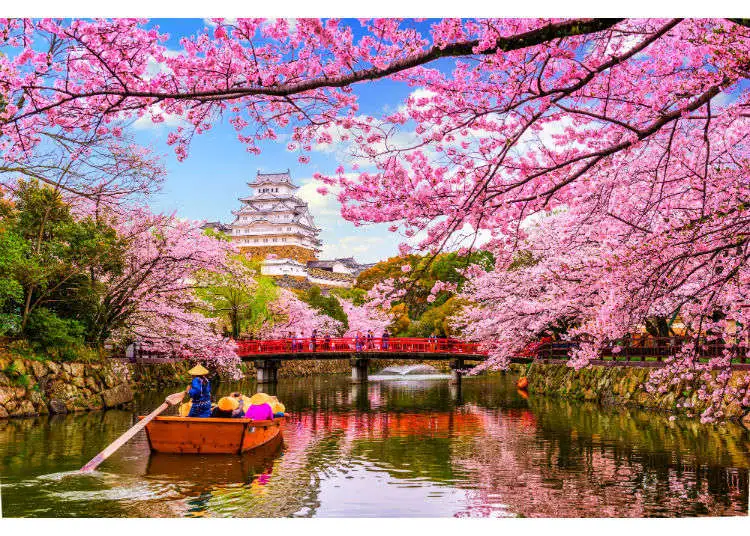 Cherry Blossom in Japan